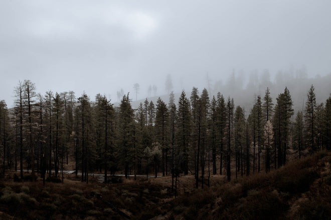 Angeles National Forest