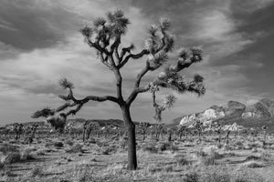 Joshua Tree wall art and wall decor