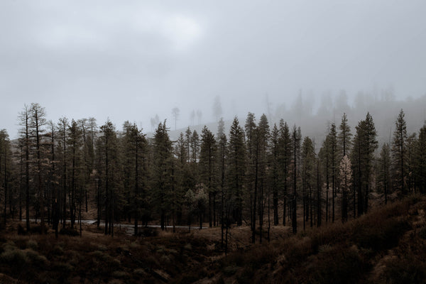 Through The Trees - Korbin Bielski Fine Art