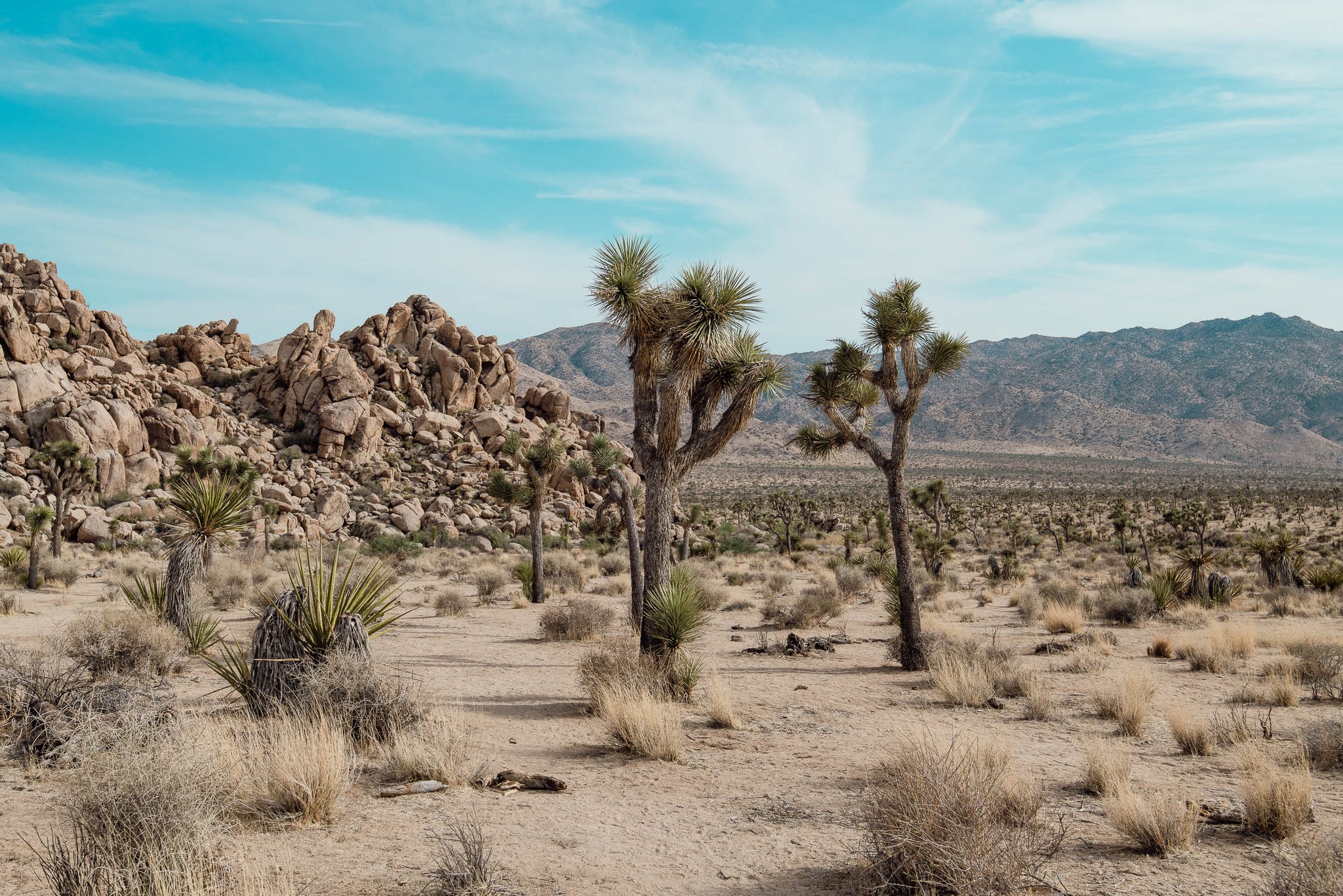 Desert Gossip - Korbin Bielski Fine Art