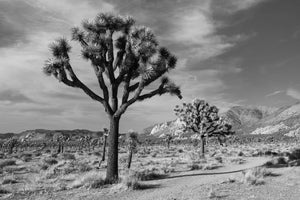 Joshua Tree wall art photography prints