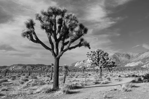 Joshua Tree wall art photography prints