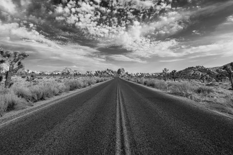 Joshua Tree wall art photography prints