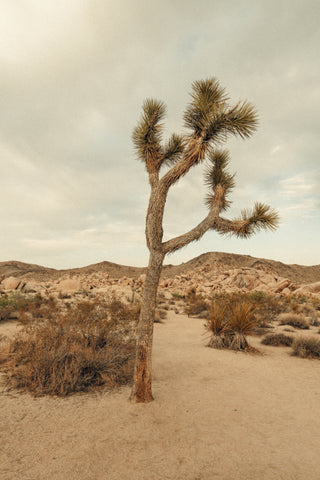 Vintage Joshua Tree - Korbin Bielski Fine Art