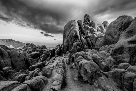 Joshua Tree wall art photography prints