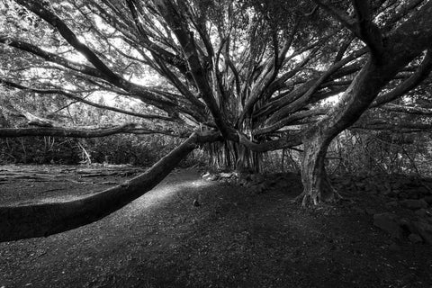 fine art photography of maui in the bamboo forest and beach photography prints