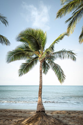 Maui wall art coastal art and wall decor with a palm tree