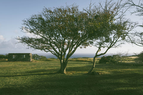 Sacred Island - Korbin Bielski Fine Art