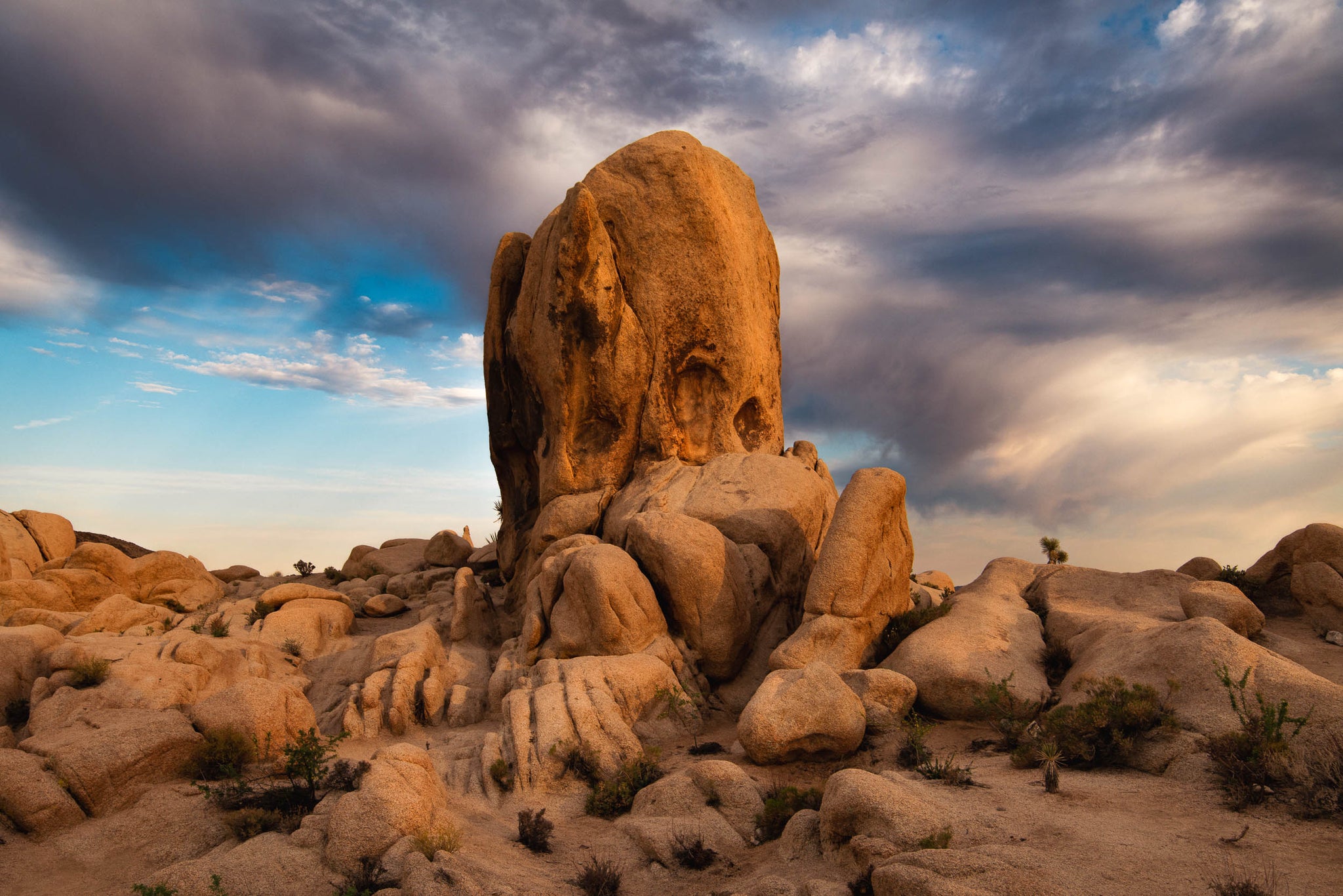 Joshua Tree wall art photography prints