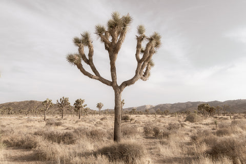 wall art of joshua tree photography home decor