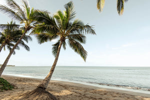 Relaxing Under Palm Trees - Korbin Bielski Fine Art