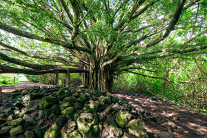 Tree Of Life - Korbin Bielski Fine Art