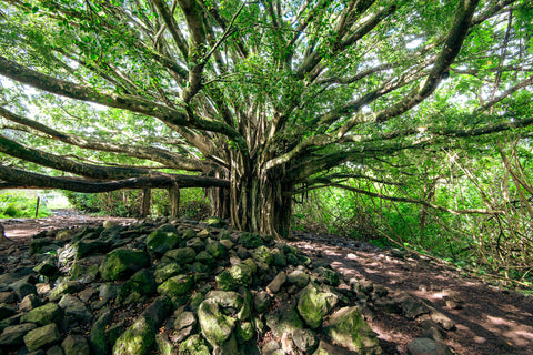 Tree Of Life - Korbin Bielski Fine Art